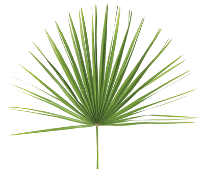 Palmetto Reina